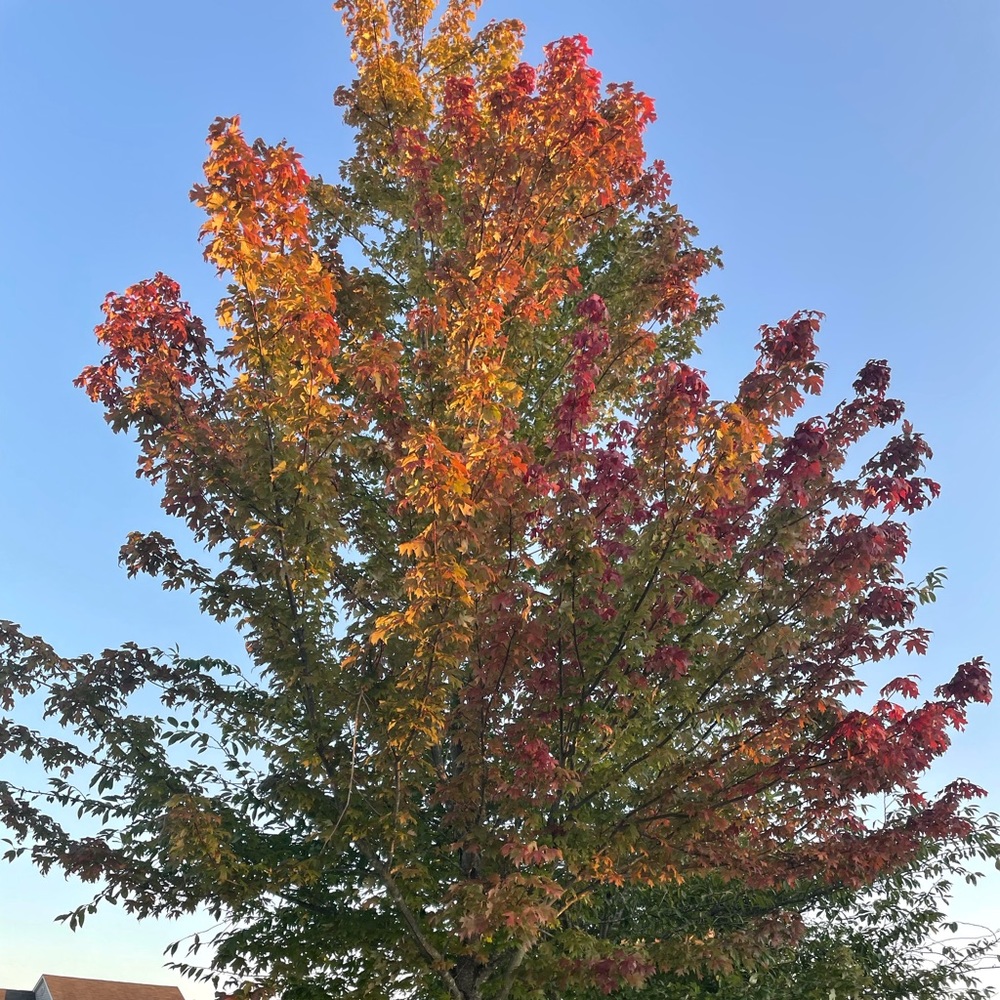 Meet your Posher, Rachell